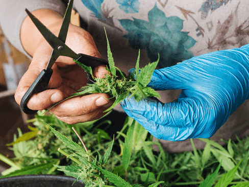 MaryAG Hydroponic Growing Terms